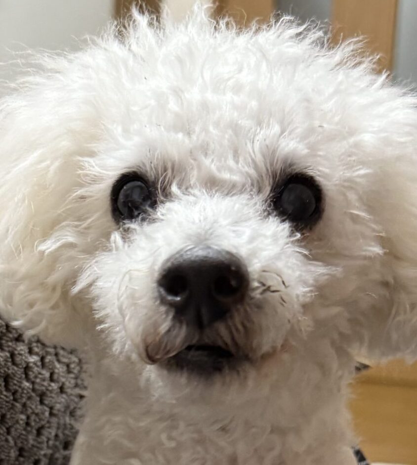 こころみたすペット思い出セレモニーにて葬儀したペットちゃん | アイスくん