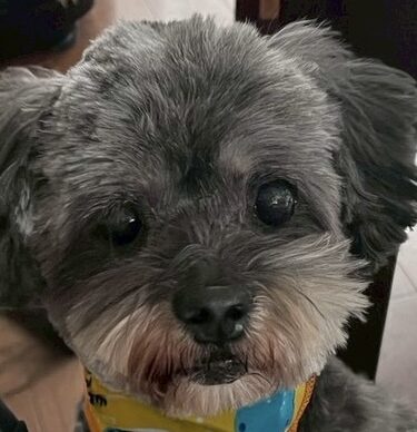 こころみたすペット思い出セレモニーにて葬儀したペットちゃん | チョコちゃん