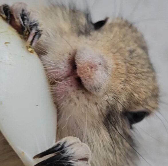 こころみたすペット思い出セレモニーにて葬儀したペットちゃん | あやたかくん