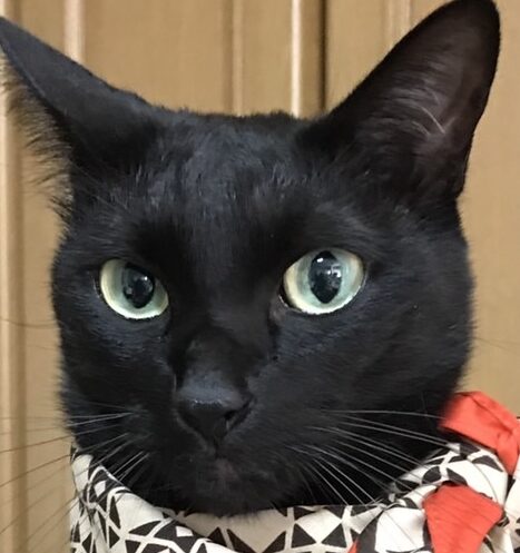 こころみたすペット思い出セレモニーにて葬儀したペットちゃん | レオくん