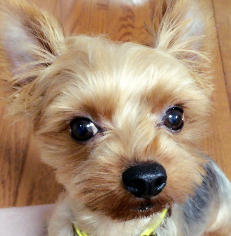 こころみたすペット思い出セレモニーにて葬儀したペットちゃん | こたろうくん