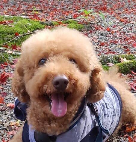 こころみたすペット思い出セレモニーにて葬儀したペットちゃん | ジョイくん