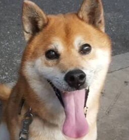 こころみたすペット思い出セレモニーにて葬儀したペットちゃん | ダイくん