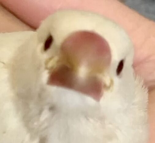 こころみたすペット思い出セレモニーにて葬儀したペットちゃん | もぐちゃん