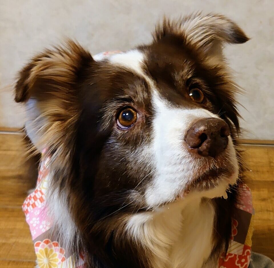 こころみたすペット思い出セレモニーにて葬儀したペットちゃん | くりくん