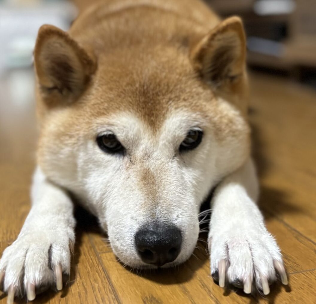 こころみたすペット思い出セレモニーにて葬儀したペットちゃん | そらくん