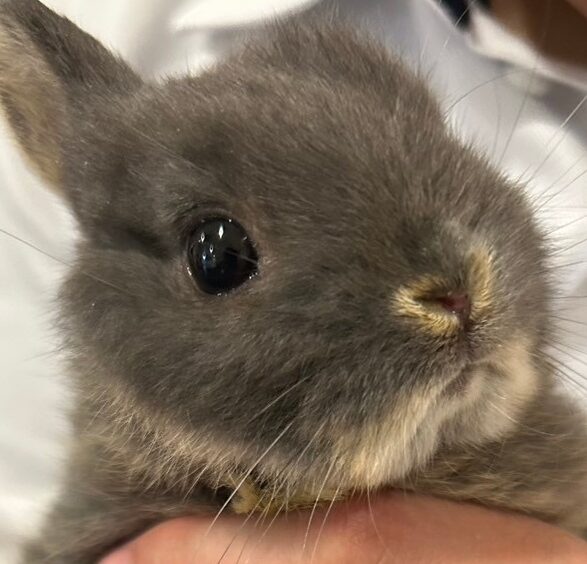 こころみたすペット思い出セレモニーにて葬儀したペットちゃん | チモくん