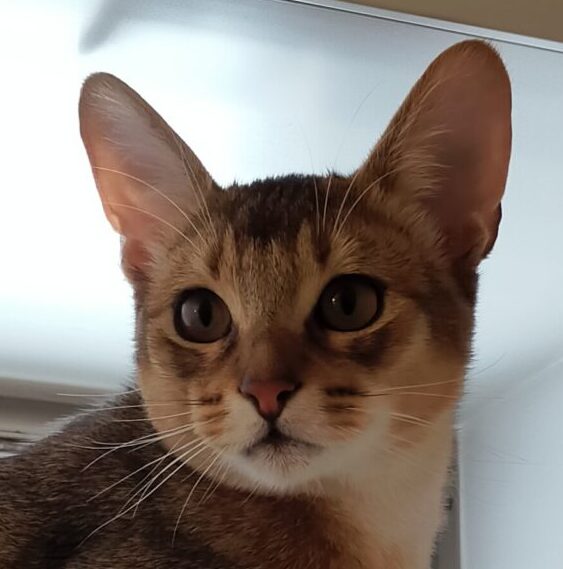 こころみたすペット思い出セレモニーにて葬儀したペットちゃん | セナくん