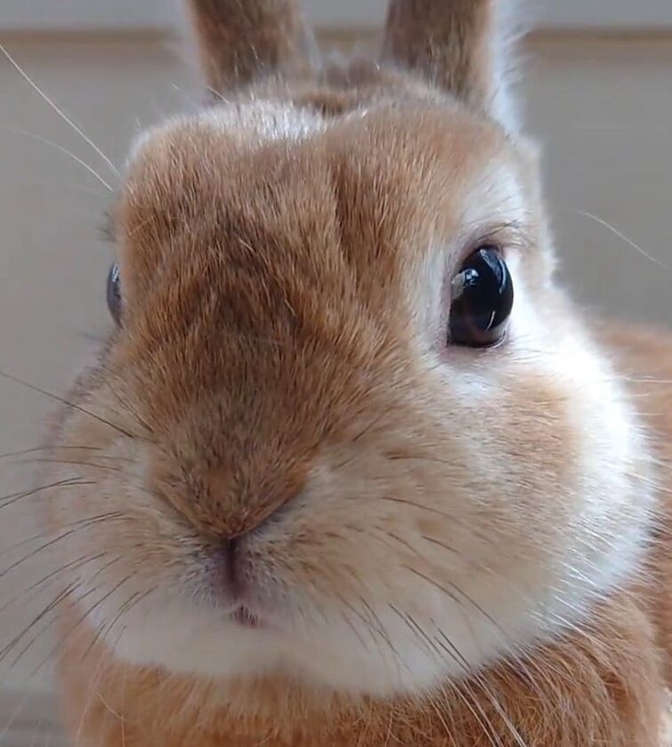 こころみたすペット思い出セレモニーにて葬儀したペットちゃん | バニラくん