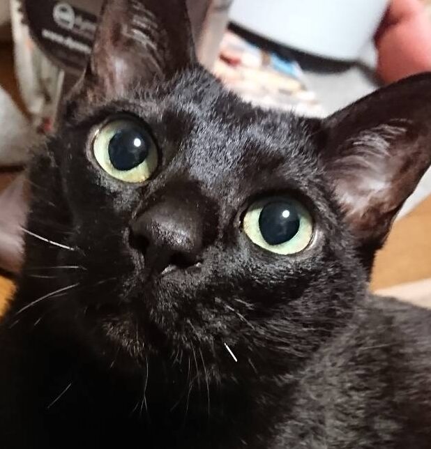 はやとくん | こころみたす ペット思い出セレモニー