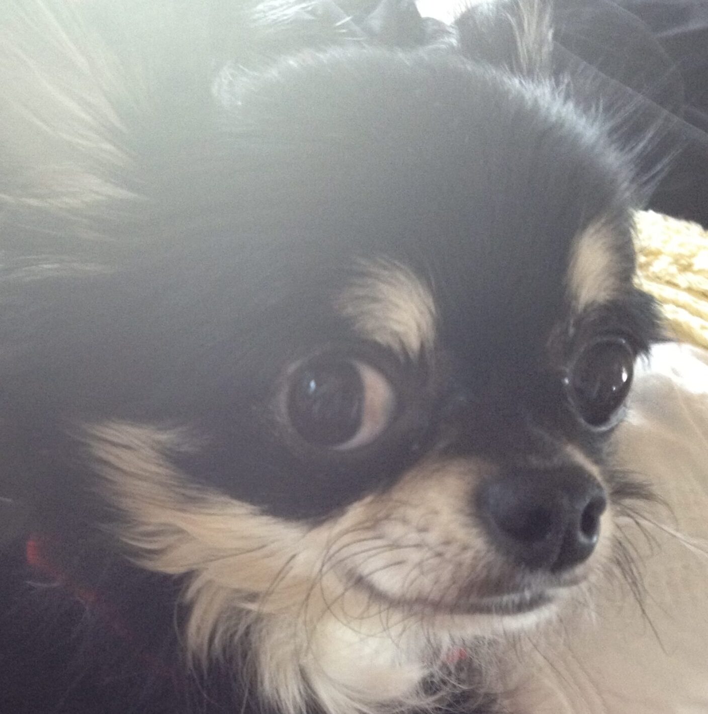 こころみたすペット思い出セレモニーにて葬儀したペットちゃん | ぴーくん