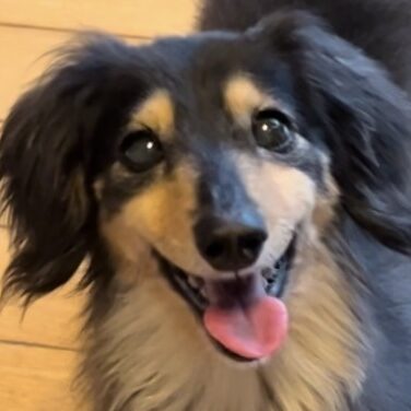 こころみたすペット思い出セレモニーにて葬儀したペットちゃん | ラッキーちゃん