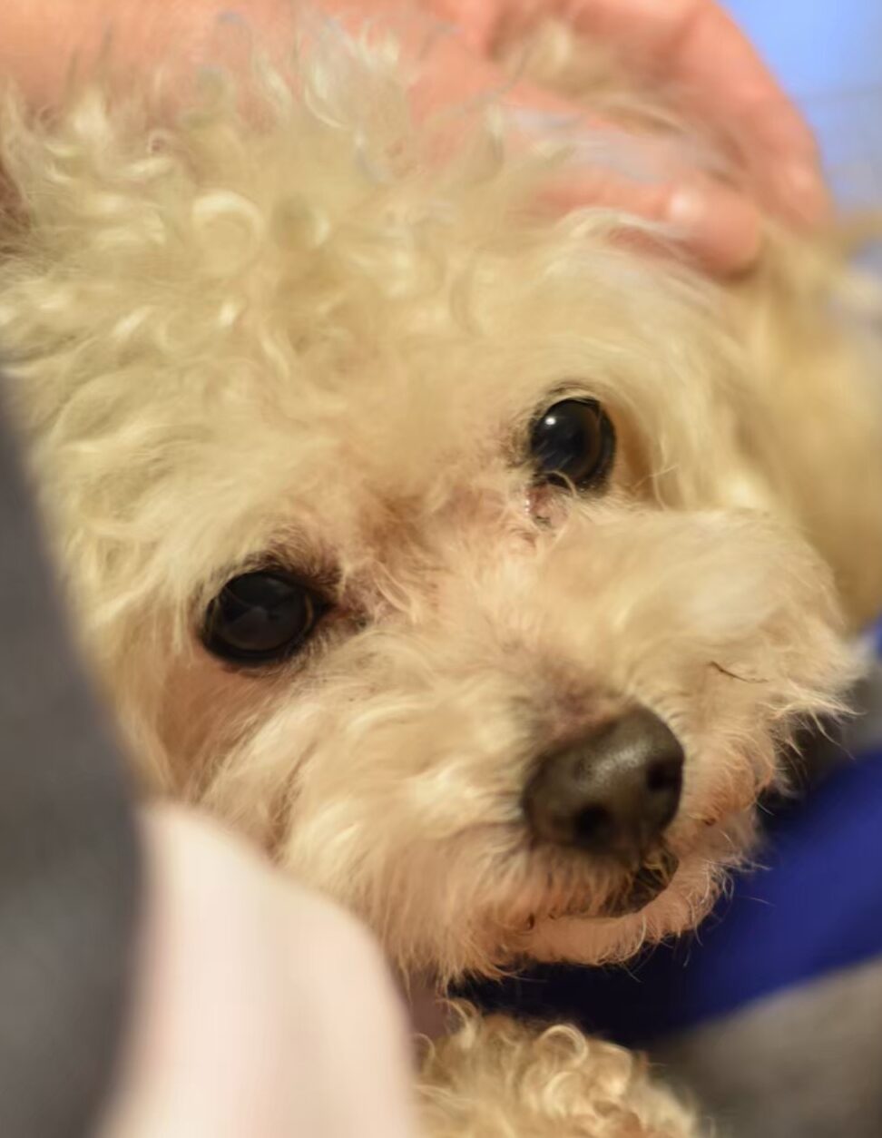 こころみたすペット思い出セレモニーにて葬儀したペットちゃん | エルくん