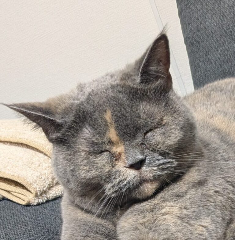 さくらちゃん | こころみたす ペット思い出セレモニー