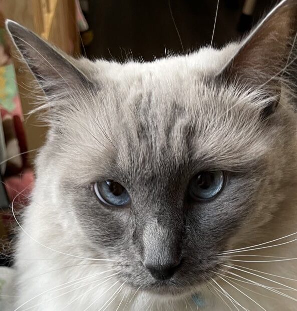 あおくん | こころみたす ペット思い出セレモニー