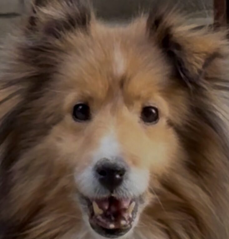 ロミィちゃん | こころみたす ペット思い出セレモニー