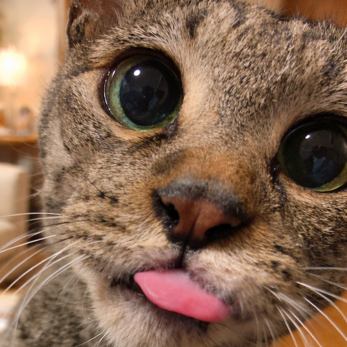 こころみたすペット思い出セレモニーにて葬儀したペットちゃん | 虎鉄くん