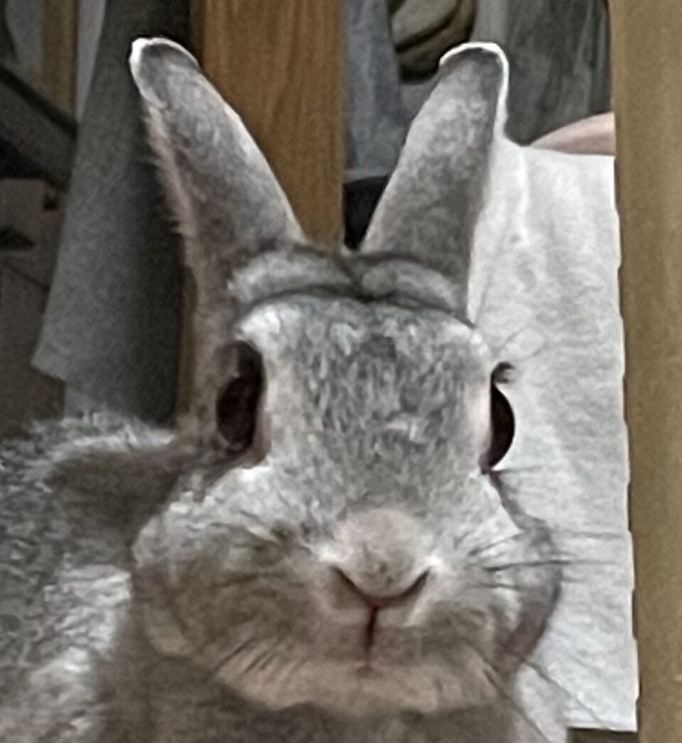 にこちゃん | こころみたす ペット思い出セレモニー