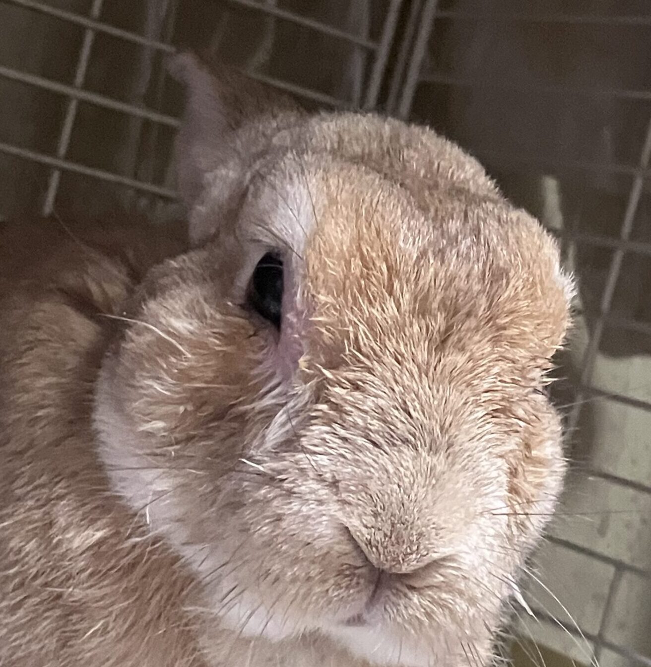 ココアくん | こころみたす ペット思い出セレモニー