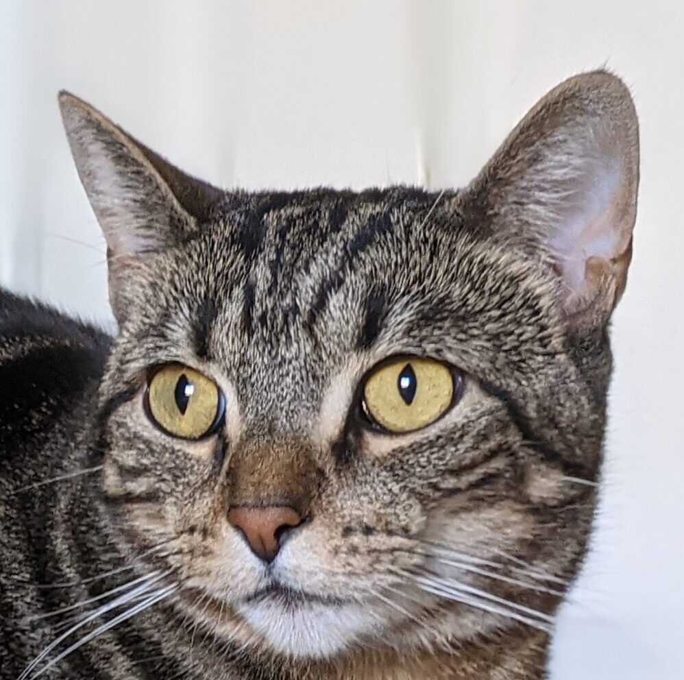 こころみたすペット思い出セレモニーにて葬儀したペットちゃん | ボナちゃん