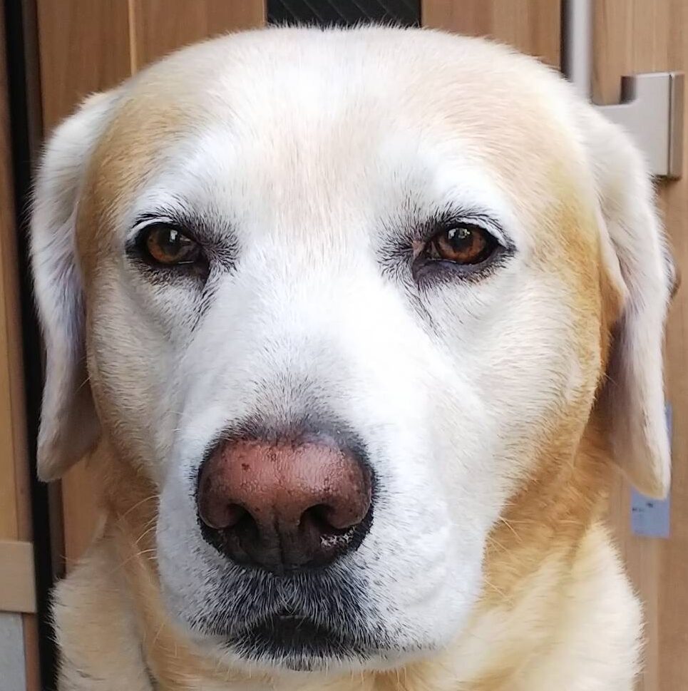 こころみたすペット思い出セレモニーにて葬儀したペットちゃん | よもぎくん