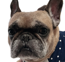 ラスタくん | こころみたす ペット思い出セレモニー