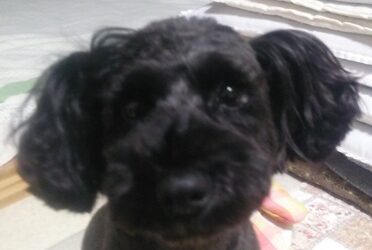 モアちゃん | こころみたす ペット思い出セレモニー