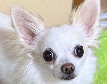 こころみたすペット思い出セレモニーにて葬儀したペットちゃん | あずきちゃん