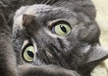 こころみたすペット思い出セレモニーにて葬儀したペットちゃん | びあんちゃん