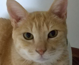 こころみたすペット思い出セレモニーにて葬儀したペットちゃん | さとしくん