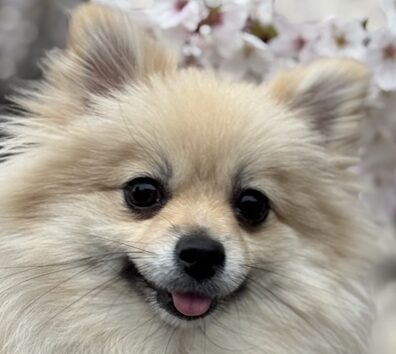 桜ちゃん | こころみたす ペット思い出セレモニー