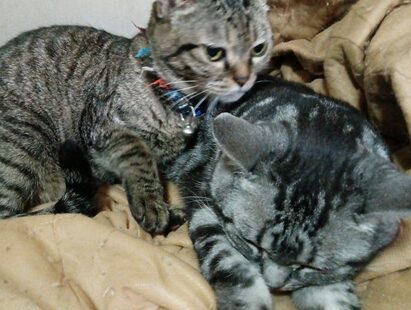 こころみたすペット思い出セレモニーにて葬儀したペットちゃん | があーちゃん