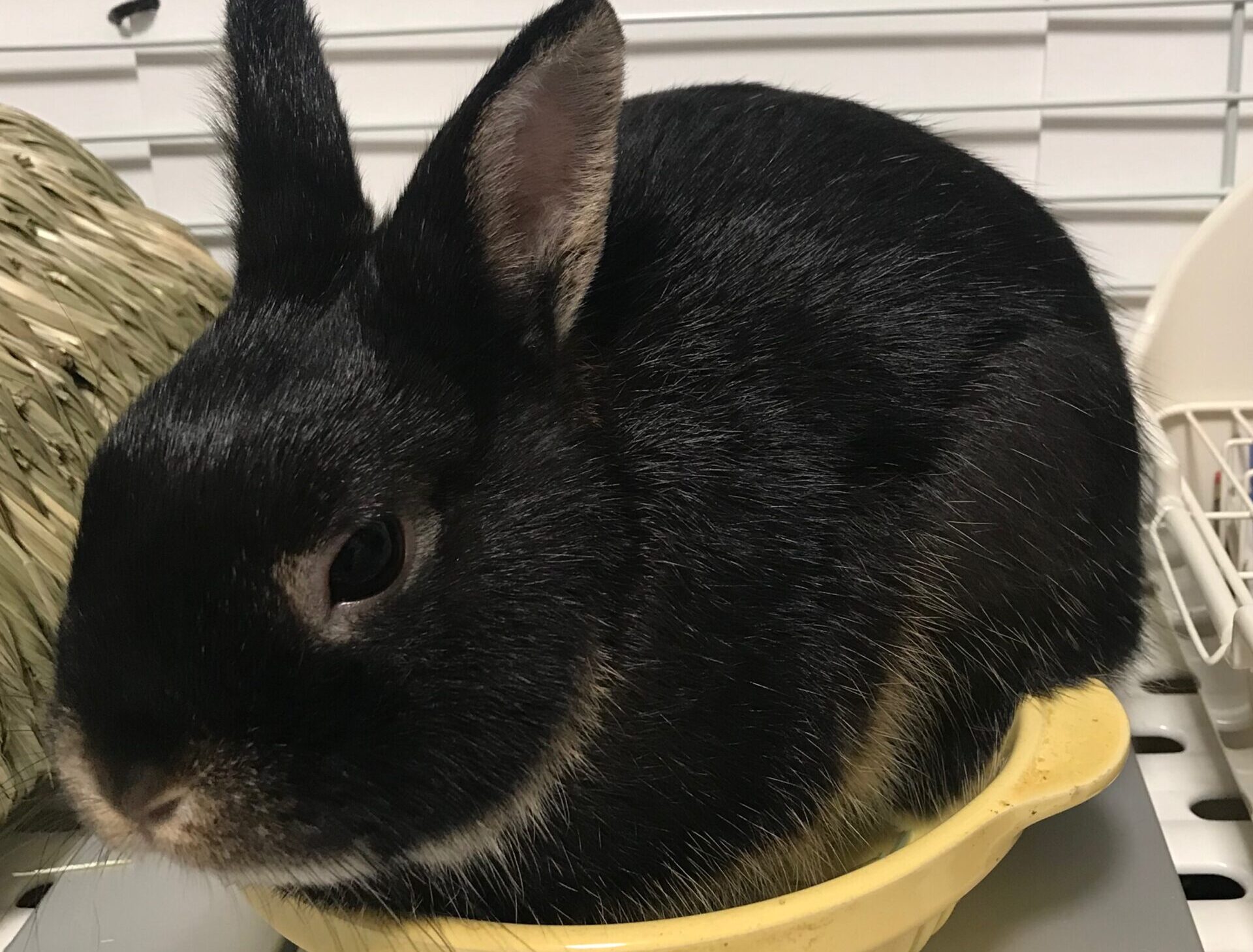 こころみたすペット思い出セレモニーにて葬儀したペットちゃん | ユカチンくん