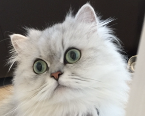 こころみたすペット思い出セレモニーにて葬儀したペットちゃん | あづきちゃん