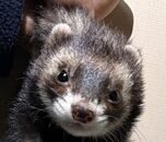 こころみたすペット思い出セレモニーにて葬儀したペットちゃん | たぬちゃん