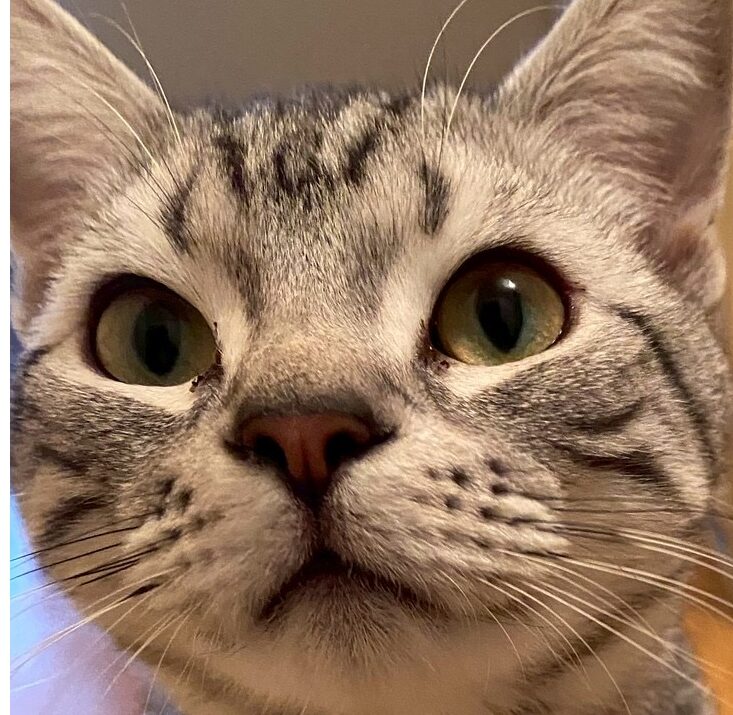 こころみたすペット思い出セレモニーにて葬儀したペットちゃん | テンくん