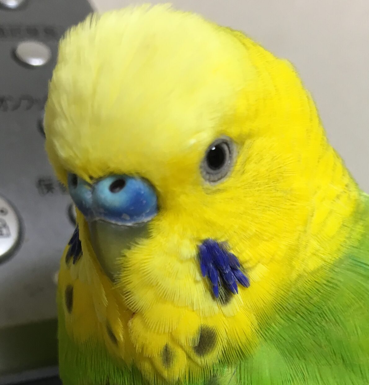 こころみたすペット思い出セレモニーにて葬儀したペットちゃん | ピナくん