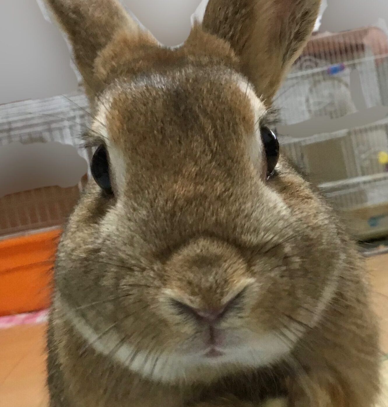 こころみたすペット思い出セレモニーにて葬儀したペットちゃん | みゅうくん