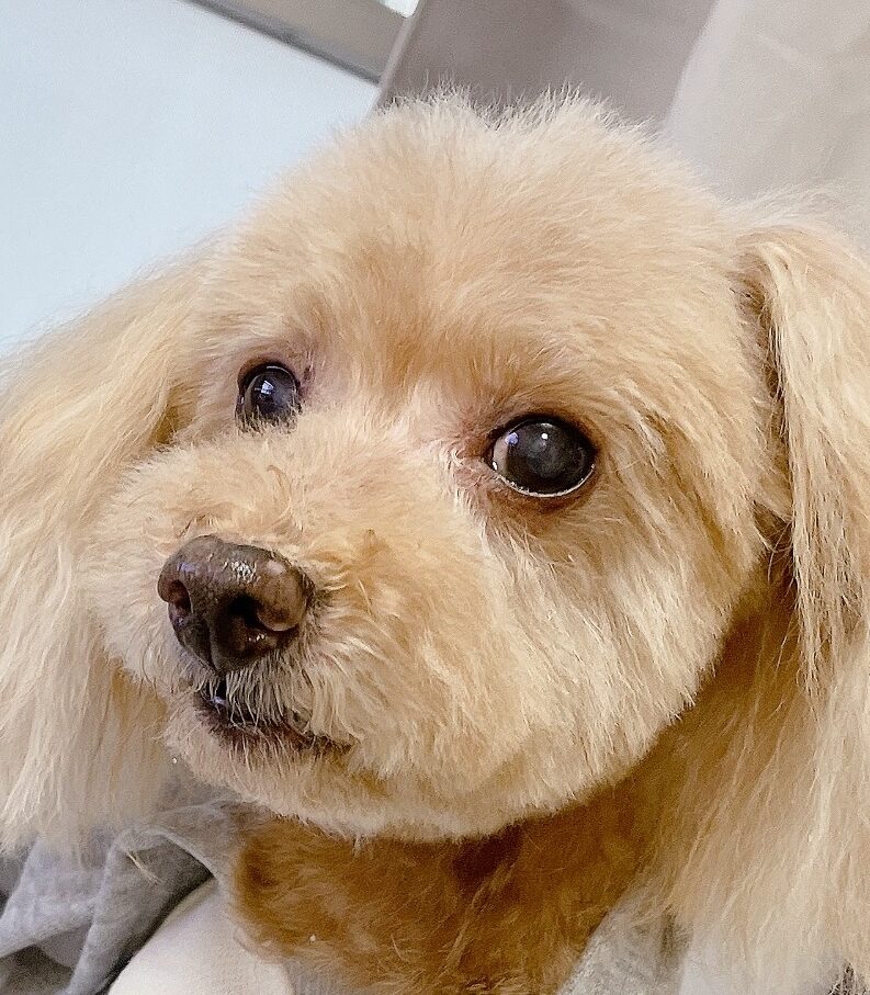 こころみたすペット思い出セレモニーにて葬儀したペットちゃん | モコくん