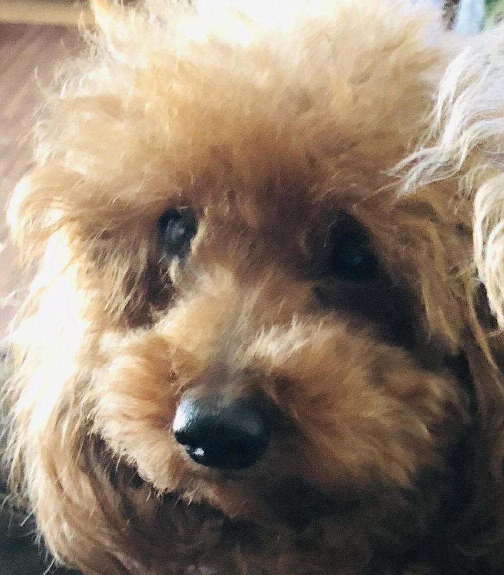 こころみたすペット思い出セレモニーにて葬儀したペットちゃん | モカくん