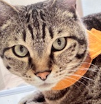 こころみたすペット思い出セレモニーにて葬儀したペットちゃん | ユウくん