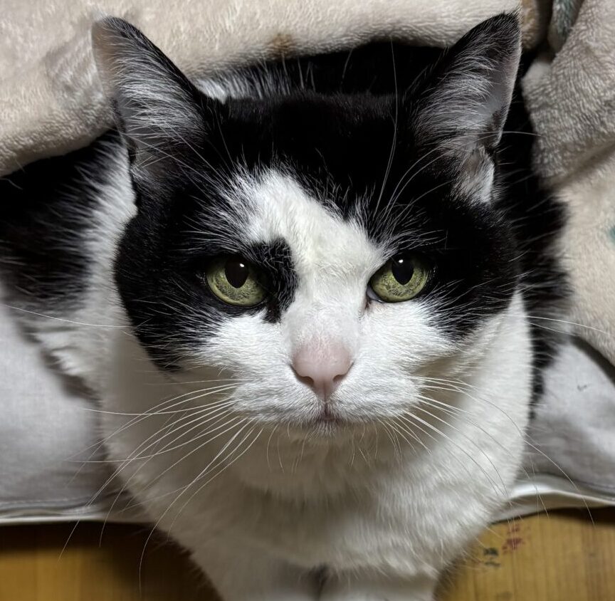 こころみたすペット思い出セレモニーにて葬儀したペットちゃん | ミニョンちゃん