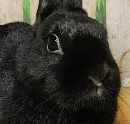 こころみたすペット思い出セレモニーにて葬儀したペットちゃん | しぃぽすちゃん