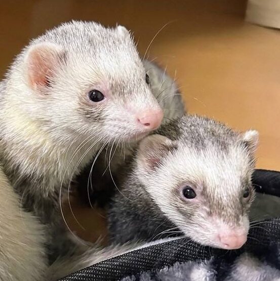 こころみたすペット思い出セレモニーにて葬儀したペットちゃん | さきおくん