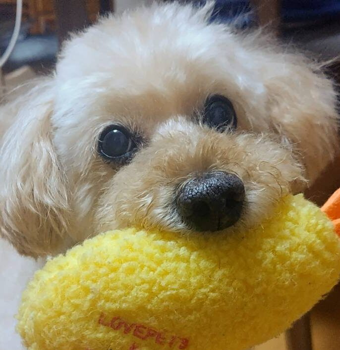 こころみたすペット思い出セレモニーにて葬儀したペットちゃん | アポロくん