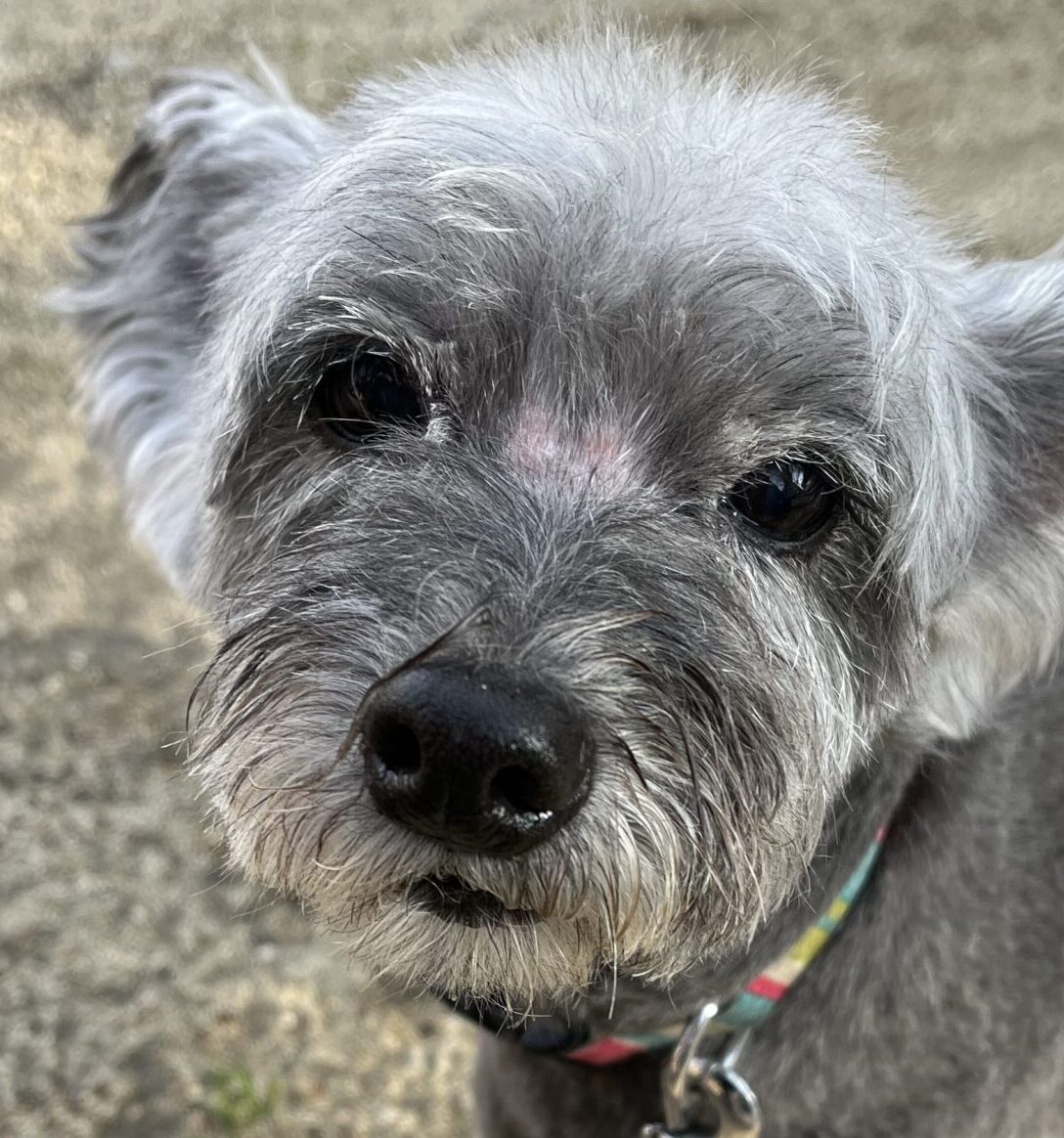 こころみたすペット思い出セレモニーにて葬儀したペットちゃん | チョロ子ちゃん