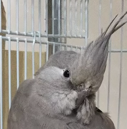 こころみたすペット思い出セレモニーにて葬儀したペットちゃん | ポッポちゃん