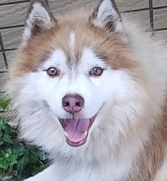 こころみたすペット思い出セレモニーにて葬儀したペットちゃん | バロンくん