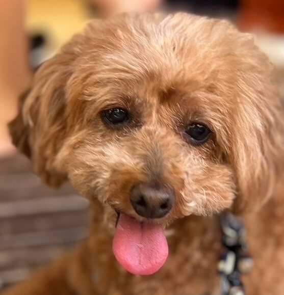 ビビちゃん | こころみたす ペット思い出セレモニー