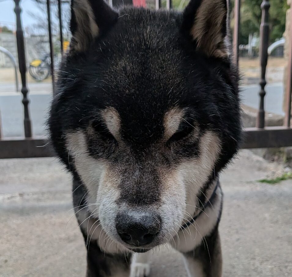 ナナちゃん | こころみたす ペット思い出セレモニー